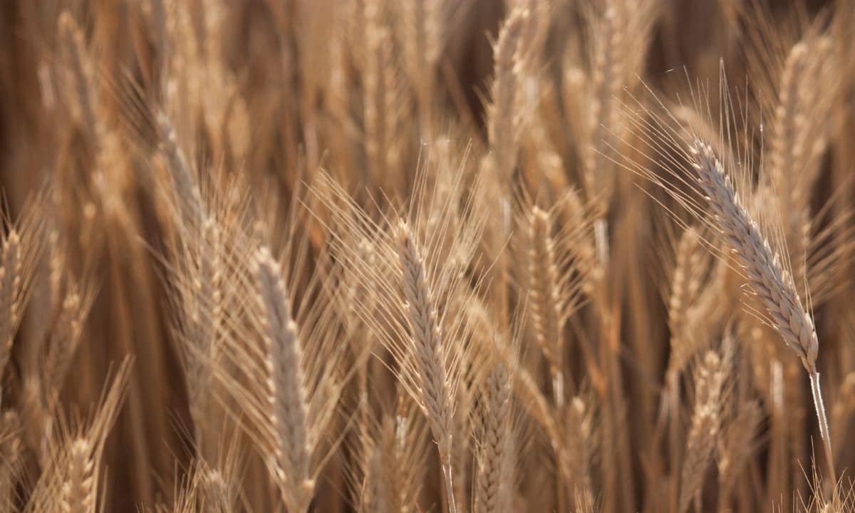 Parábola do trigo e do joio